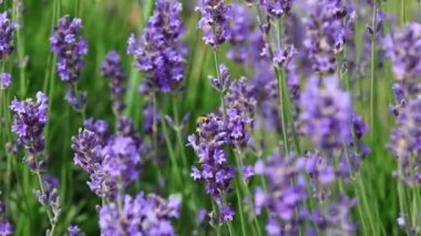 Yaban arısı sinekleri ve bahar aylarında kokulu lavanta çiçeklerinden nektar emiyorlar.
