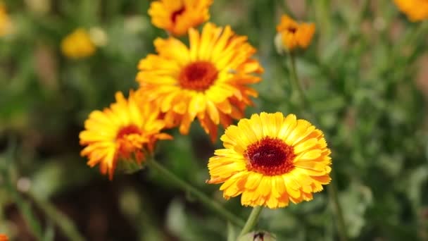 Flowers Calendula Officinalis Which Medicamnetose Natural Inflammatory Substances Can Extracted — Stock Video