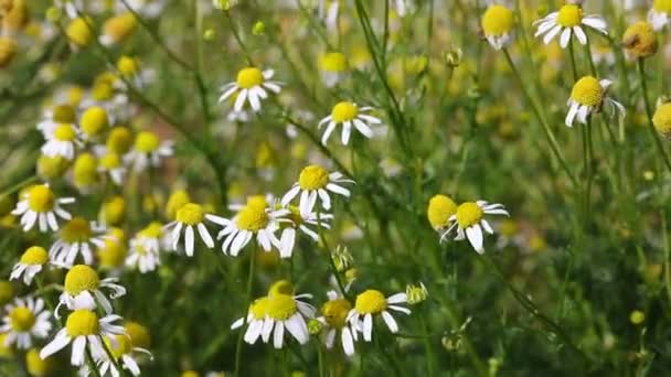Rüzgarla Hareket Eden Beyaz Papatya Çiçekleri Rahatlatıcı Stres Önleyici Içecekler — Stok video