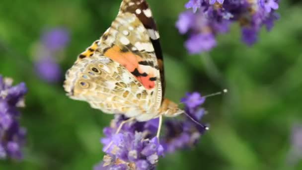 Vanessa Cardui Fajhoz Tartozó Pillangó Amely Tavasszal Repül Illatos Levendulavirág — Stock videók