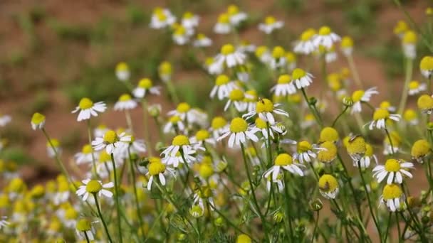 Rüzgarla Hareket Eden Birçok Beyaz Papatya Çiçeği Rahatlatıcı Stres Önleyici — Stok video