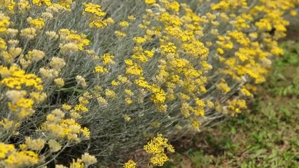 Der Wind Bewegt Die Vielen Gelben Helichrysum Blüten Mit Vielen — Stockvideo