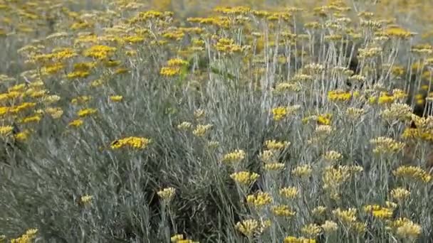 Flores Helichrysum Con Muchas Propiedades Terapéuticas Incluyendo Estimulación Secreción Gástrica — Vídeo de stock