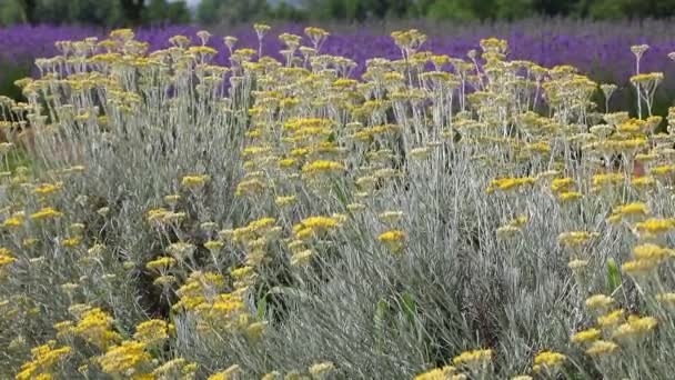 Flores Helichrysum Amarillo Con Muchas Propiedades Terapéuticas Incluyendo Reducción Del — Vídeos de Stock