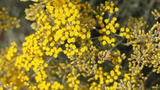 Flores Helichrysum Con Muchas Propiedades Terapéuticas Incluyendo Estimulación Secreción Gástrica — Vídeos de Stock