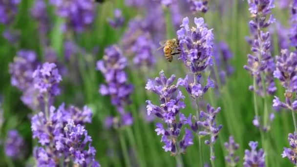 蜜蜂从芬芳的薰衣草花中吸蜜 — 图库视频影像