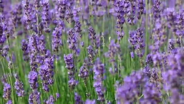 Lavanda Flores Campo Durante Período Colección Flores Aceites Esenciales Fragantes — Vídeos de Stock