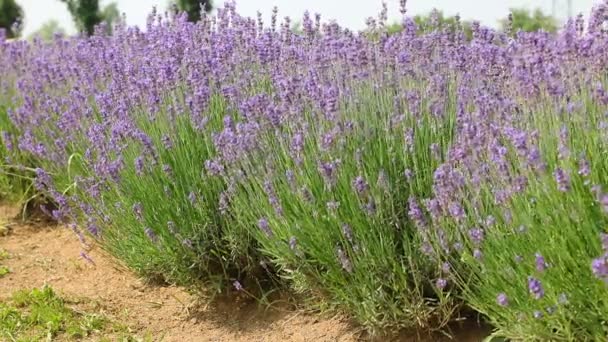 Rośliny Lawendy Kwitnącej Polu Uprawnym Okresie Zbierania Kwiatów Aromatycznych Olejków — Wideo stockowe
