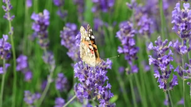 Großer Schmetterling Namens Vanessa Cardui Der Frühling Über Die Duftenden — Stockvideo