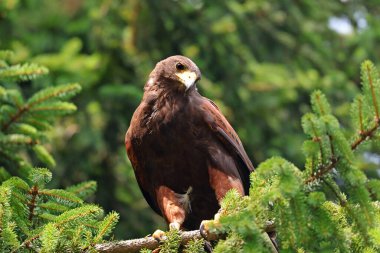 Harris Hawk, büyük sarı gagalı ve ağaç dalında siyah gözlü aç gözlü bir kuştur.