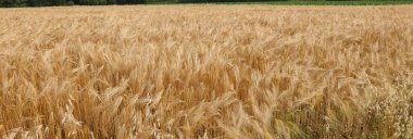 Yazın ekilen tarladaki buğdayın arka planı