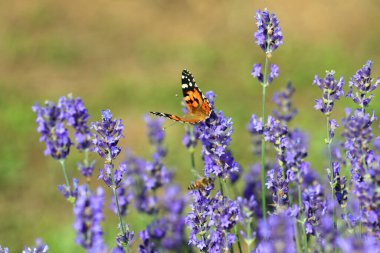 Vanessa Cardu adında bir kelebek
