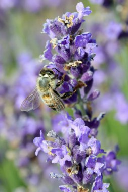 Lavanta çiçeklerinin üzerindeki arı yazın nektarı emer.