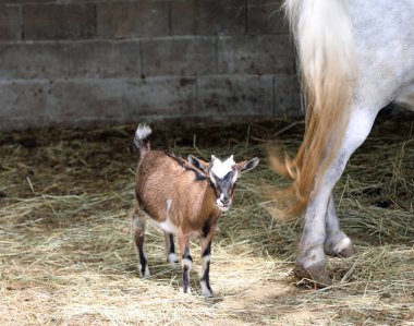 Ahırda küçük bir dadı ya da keçi ve atın bacakları
