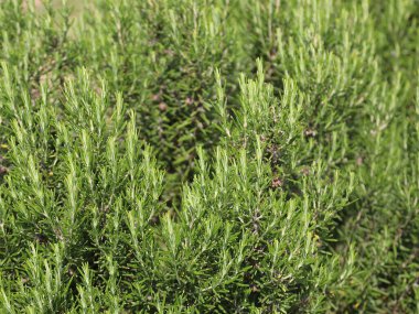 Yeşil gül bitkileri Akdeniz ülkelerinin tipik aromatik baharatlarıdır.
