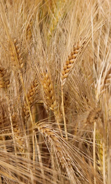 Many Golden Ears Wheat Field Cultivated Cereal Plants Ripening Summer — Stock Photo, Image