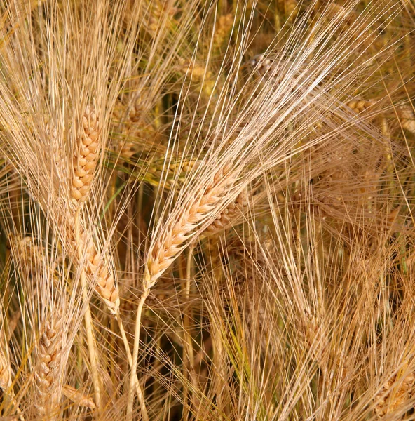 金色的麦穗象征着夏天田里的肥力 — 图库照片