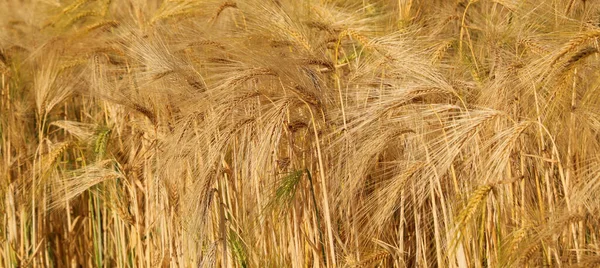 麦田里许多金熟的麦穗准备夏收的背景 — 图库照片