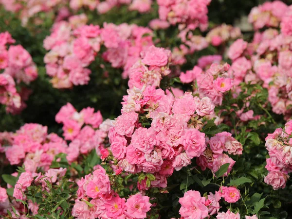 Bakgrund Många Små Rosa Rosor Blommor Våren — Stockfoto