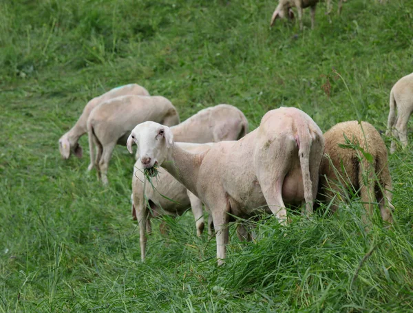 White Sheared Sheep Podczas Wypasu Zielonej Trawy Łąki Stada Górach — Zdjęcie stockowe