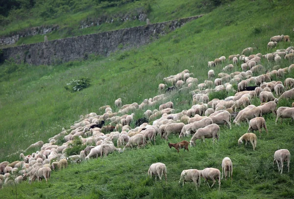 Flock Med Många Vita Klippta Får Utan Fleece Efter Klippning — Stockfoto