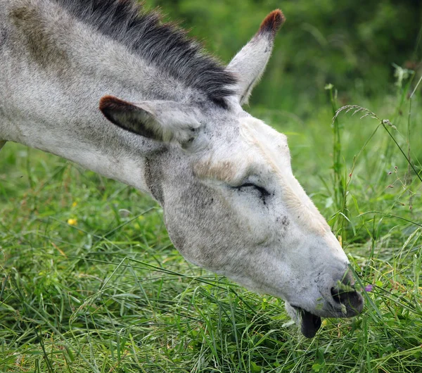 Muzzle Donkey While Grazing Green Grass Meadow Seems Smile Mountains — Stock Photo, Image