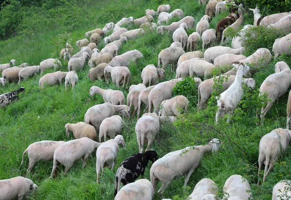 flock with shorn sheep without wool fleece before the hot summer time grazing on the meadow in the mountains