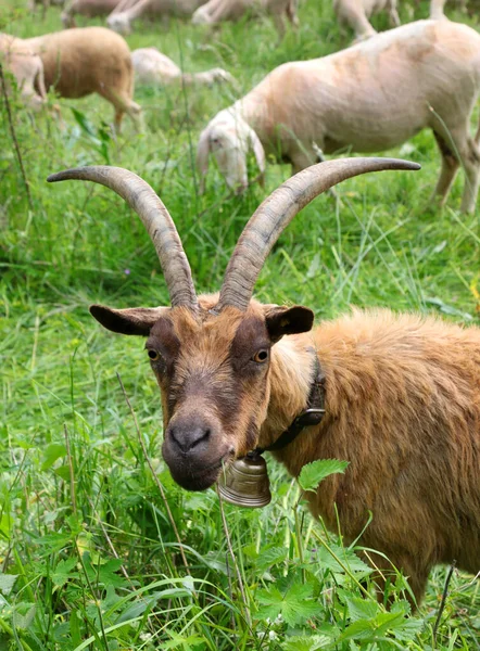 Big Two Horns Mountain Goat Grazes Green Grass Meadow Sheep — Stock Photo, Image