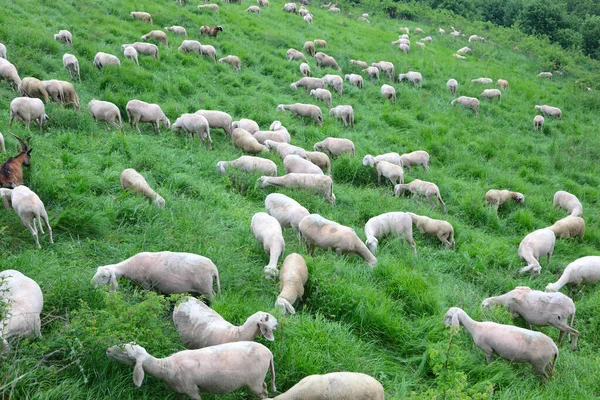 在炎热的夏天到来之前 羊群里有许多没有毛的小羊 它们在山上的绿色草地上吃草 — 图库照片