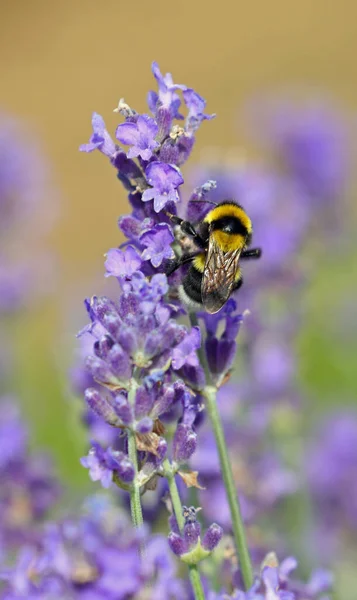 Macro Photo Bumblebee Also Called Bombus Insect Lavandula Flowers While —  Fotos de Stock