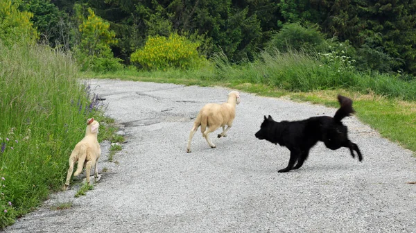 Černý Pes Běží Hlídat Dvě Mladé Ovce Které Chtějí Utéct — Stock fotografie