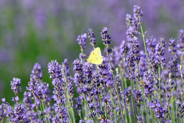 butterfly called colias croceus or clouded yellow on the lavender flowers to suck out the sweet nectar in early summer
