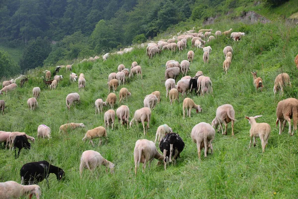 Flock Many Black White Shorn Sheep Fleece Shearing Green Meadow — Stock Photo, Image