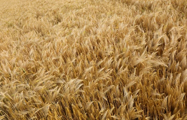 Задний План Желтой Спелой Пшеницы Посевной Поле Летом — стоковое фото