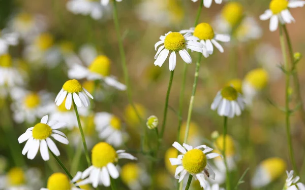 Veel Witte Gele Bloemen Van Kamille Kamille Het Veld — Stockfoto