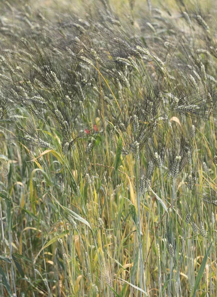 Tarlada SENATORE CAPPELLI adı verilen eski bir İtalyan tahılının buğday başakları