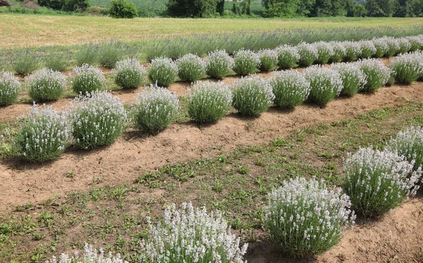 Plantas Herbáceas Perenes Lavandula Flores Lavanda Campo Cultivado — Fotografia de Stock