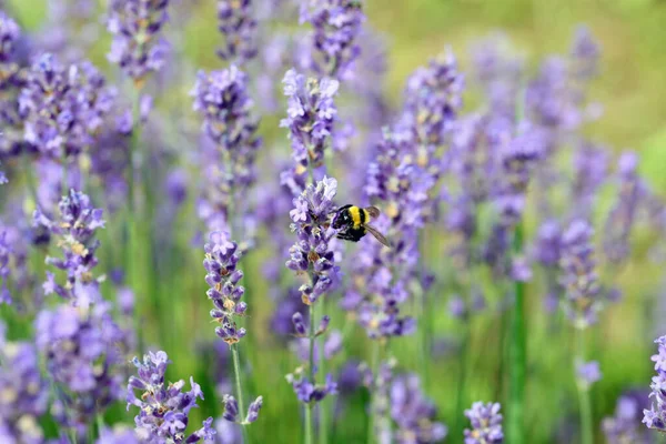 Bumblebee Também Chamado Bombus Enquanto Suga Néctar Flor Lavandula Primavera — Fotografia de Stock