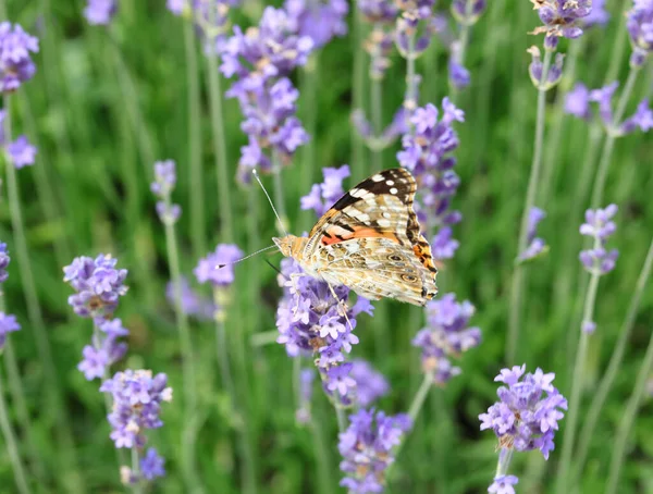 春にラベンダーの花でVanessa Carduiと呼ばれる蝶の下 — ストック写真