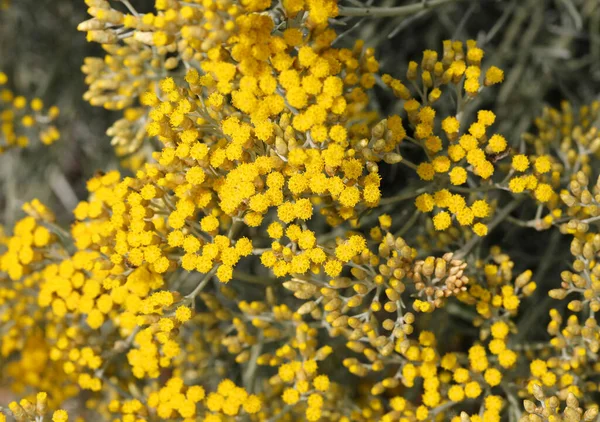 Muitas Flores Pequenas Helichrysum Italicum Também Chamado Elicriso Língua Italiana — Fotografia de Stock