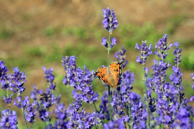 Turuncu ve Siyah Kelebek, VANESSA CARDUI veya lavanta çiçeklerindeki Boyalı Kadın 'ı hücreye koydu