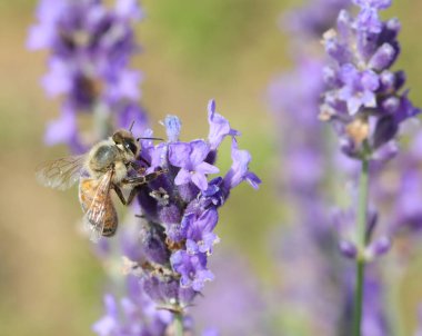 İlkbaharda lavanta çiçeklerinde nektar emerken arı.