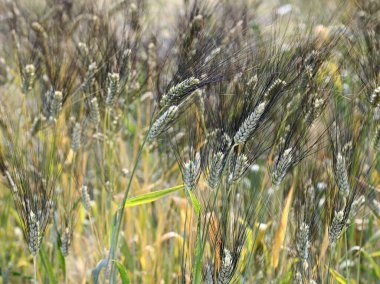 Yazın ekili tarlada SENATORE CAPPELLI Kalitesi adı verilen nadir buğday taneleri