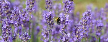 İlkbaharda lavandula çiçeğinde Bombus olarak da anılır.