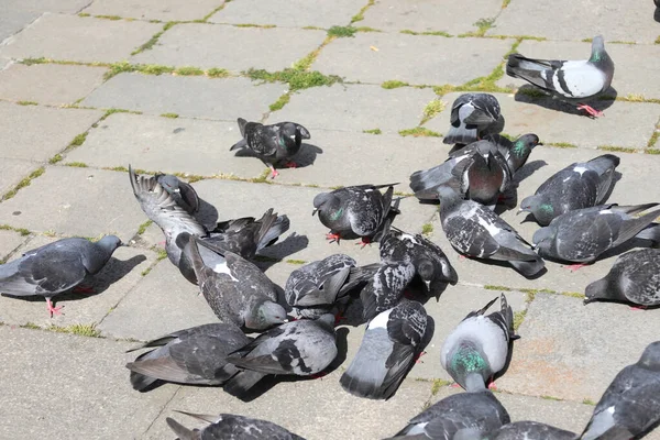 城市广场上有许多没有人的城市鸽子 — 图库照片