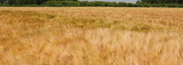 Blonde Golden Ears Wheat Cultivated Field Plain Summer — Stock Photo, Image