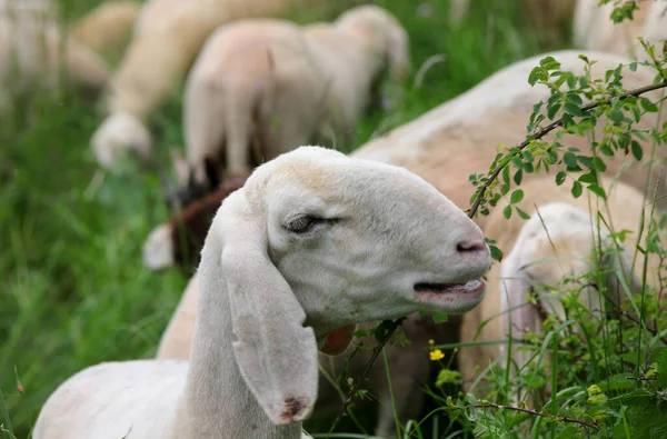 Kufa White Sheared Sheep Podczas Wypasu Zielonej Trawy Łąki Stada — Zdjęcie stockowe