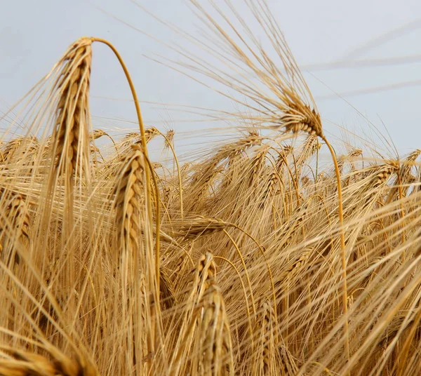 夏收黄熟小麦栽培田中的穗子细部 — 图库照片