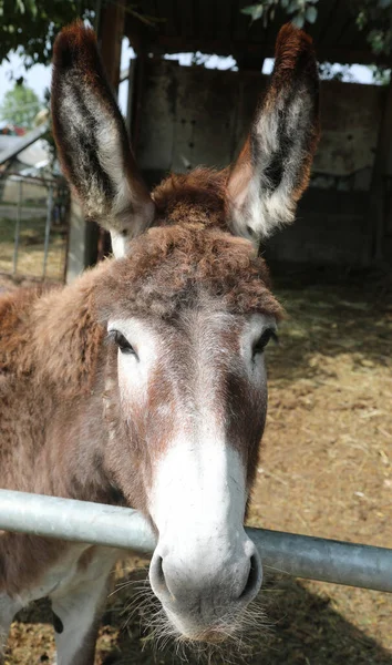 Donkey Big Sweet Eyes Very Long Ears Braying Paddlock Ranch — Stock Photo, Image