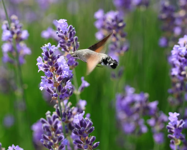 小さなながらも非常に長いプロボシスと香りのラベンダーの花から蜜を吸いながら ハチドリ鷹蛾と呼ばれる空飛ぶ昆虫 — ストック写真
